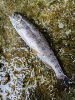 ヤマメの釣果