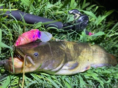 ナマズの釣果