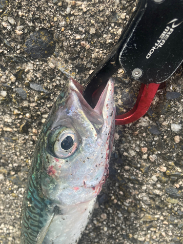 サバの釣果