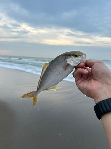 ショゴの釣果