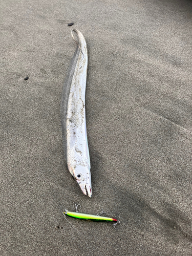 タチウオの釣果