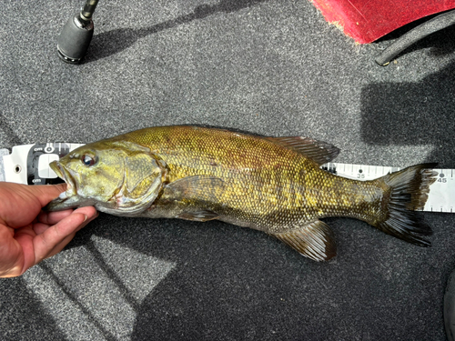 スモールマウスバスの釣果