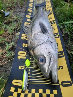 シーバスの釣果