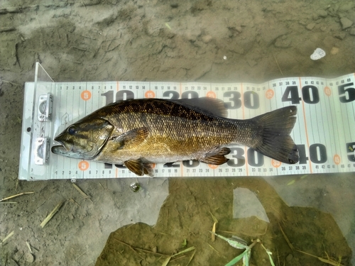 スモールマウスバスの釣果