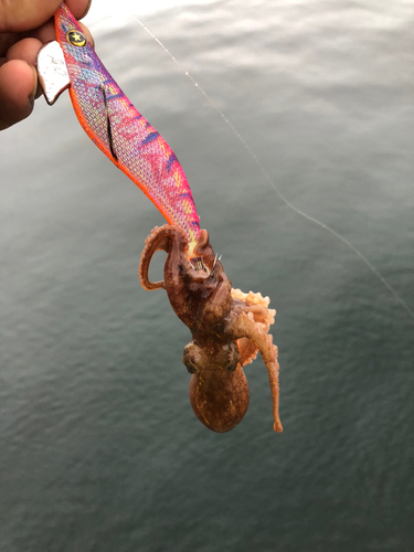 タコの釣果