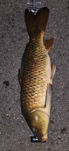 コイの釣果