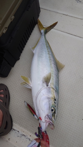 メジロの釣果