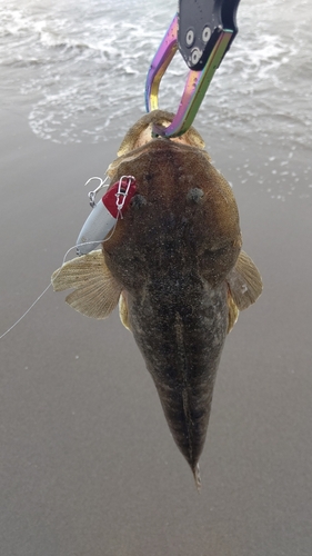 マゴチの釣果