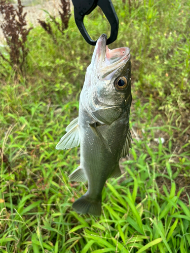 セイゴ（マルスズキ）の釣果