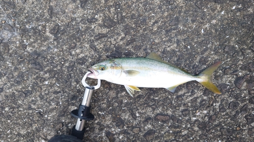 ツバスの釣果