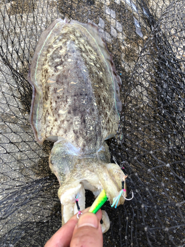 モンゴウイカの釣果