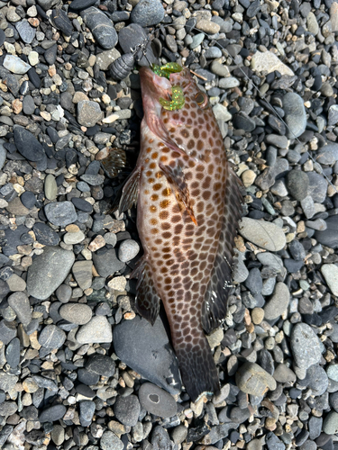 オオモンハタの釣果