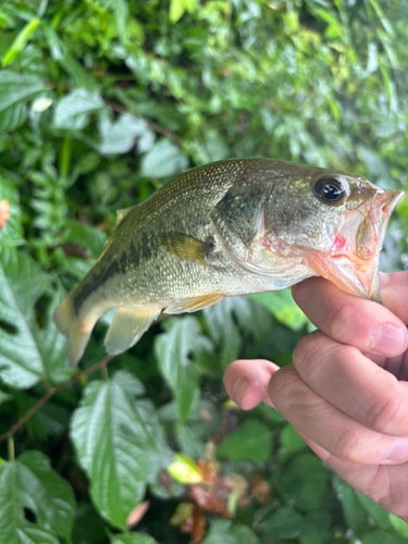 ラージマウスバスの釣果