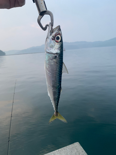 サバの釣果