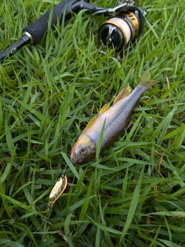 カワムツの釣果