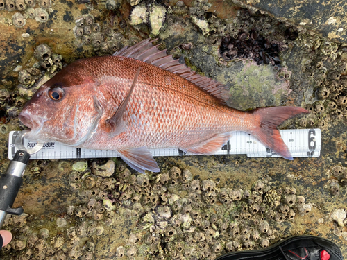 マダイの釣果