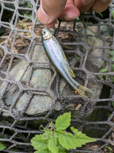 カワムツの釣果