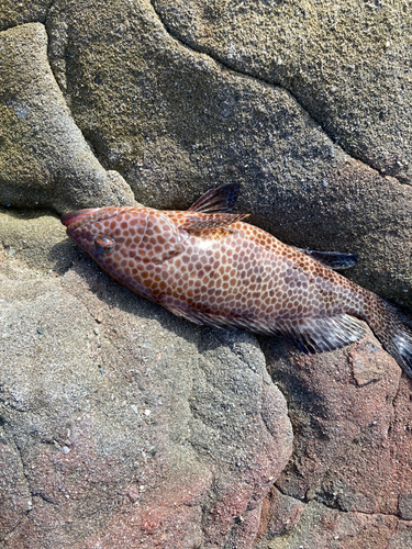 オオモンハタの釣果