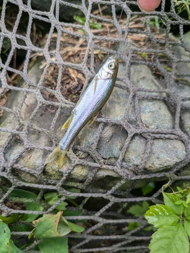 カワムツの釣果