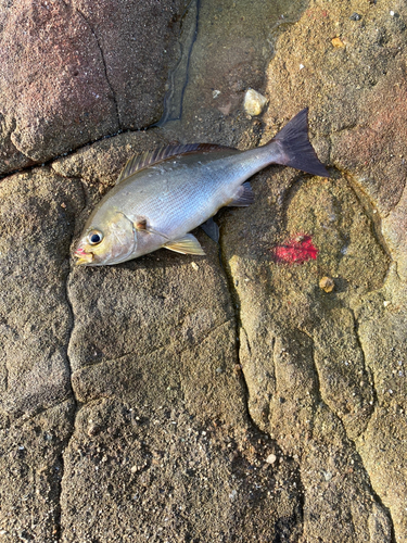 イサキの釣果