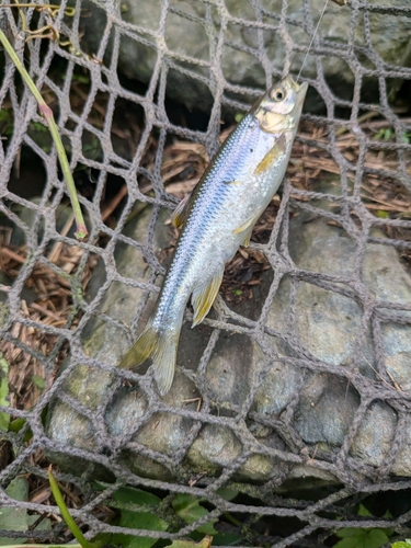 カワムツの釣果