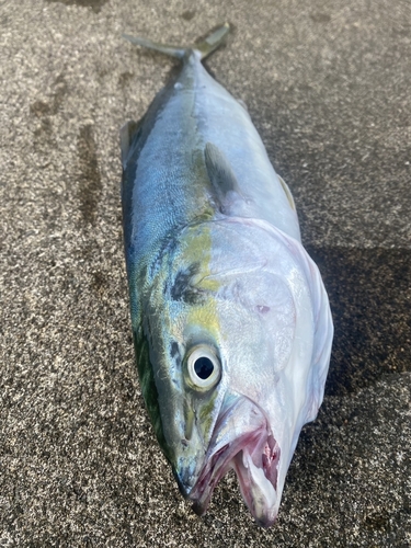 イナダの釣果