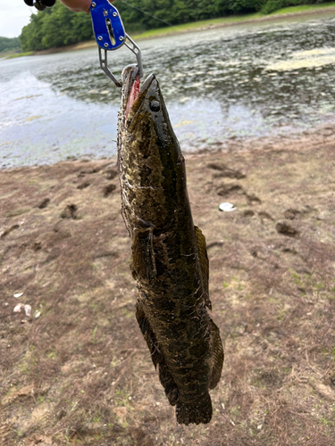 ライギョの釣果