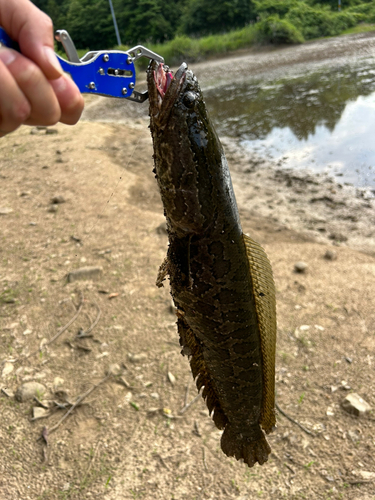 ライギョの釣果