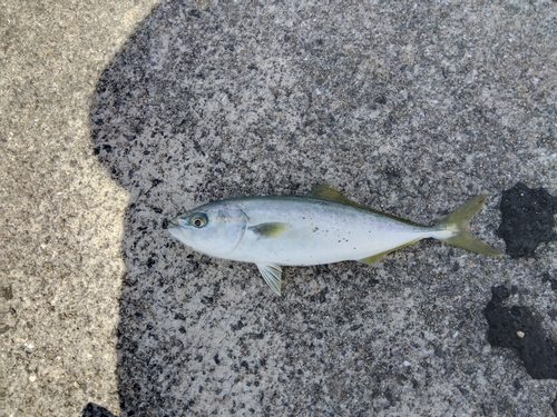 ヤズの釣果