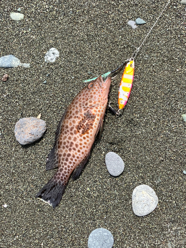 オオモンハタの釣果