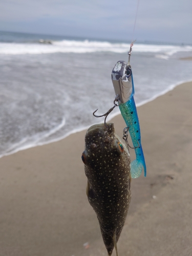 アカメフグの釣果