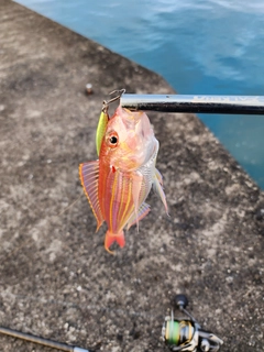 イトヨリダイの釣果