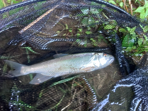 ケタバスの釣果