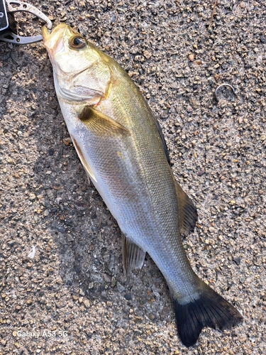 スズキの釣果