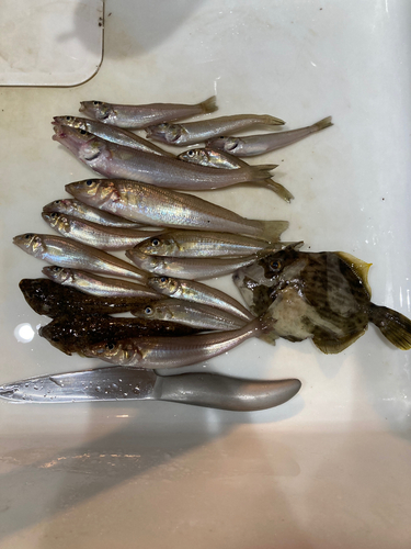 キスの釣果