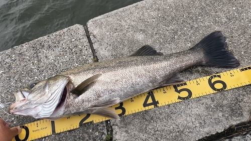 スズキの釣果