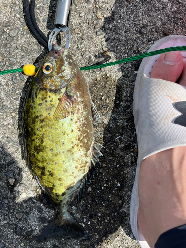 アイゴの釣果