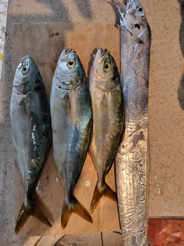 ワカシの釣果