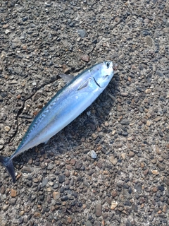 ソウダガツオの釣果