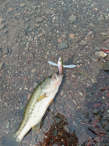 ブラックバスの釣果