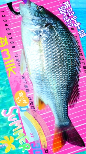 キチヌの釣果