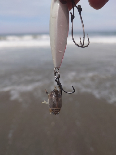 エビの釣果