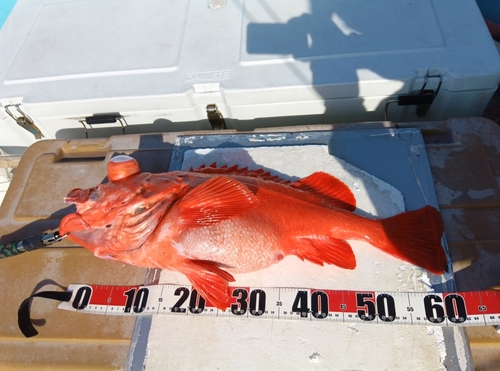 アコウダイの釣果