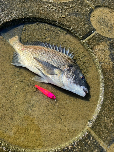 チヌの釣果