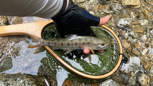 ヤマメの釣果