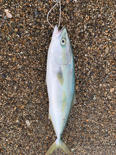 イナダの釣果