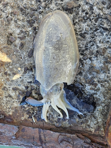 モンゴウイカの釣果