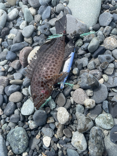 オオモンハタの釣果