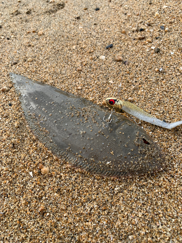 シタビラメの釣果