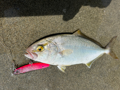 ショゴの釣果